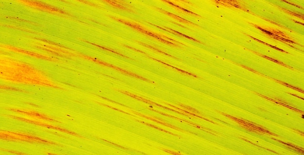 The surface of the banana leaf