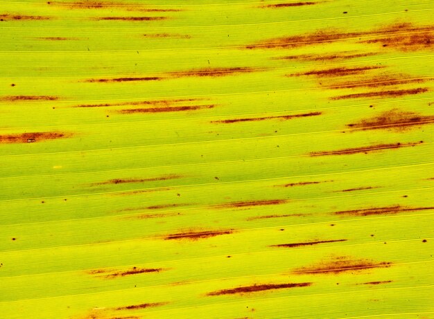 バナナの葉の表面は新鮮なものから乾燥したものまで。乾燥しそうなバナナの葉。
