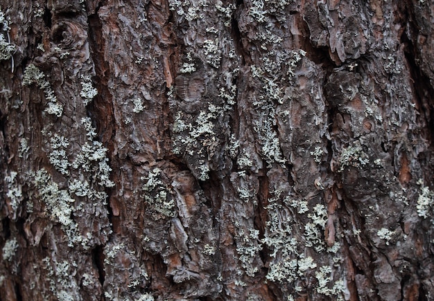 Surface of the bark of an old tree with lichens