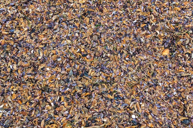 Surface of the beach from numerous seashells on the shore of the Caspian Sea