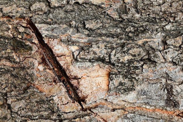 Surface brown bark