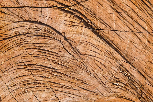 Foto dettagli di superficie dell'albero tagliato