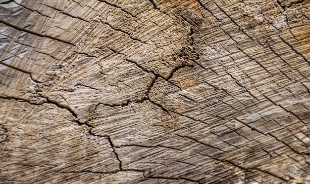 The surface of the dry sawed wood.