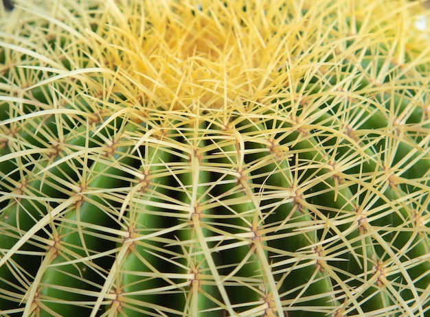 Surface of green cactus thorns textured and background.