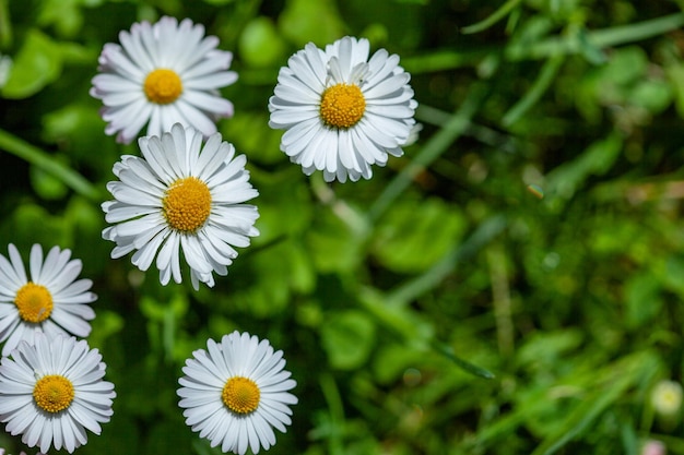 Surface of green grass with daisies seen from above