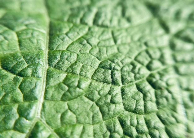 Photo surface of green leaf of burdock plant close up