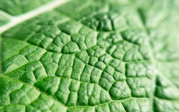 surface of green leaf of burdock plant close up