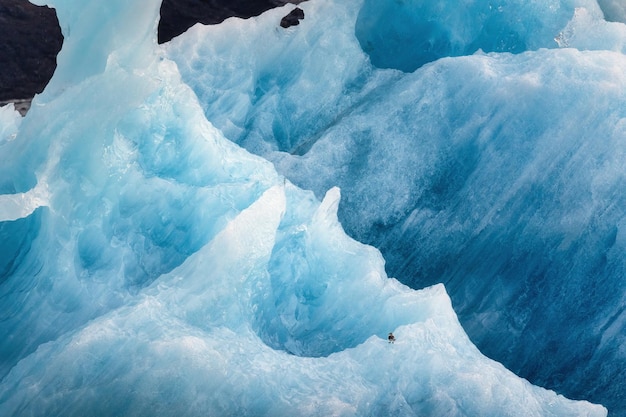 Surface of iceberg melting in glacier and bird perching in Atlantic ocean