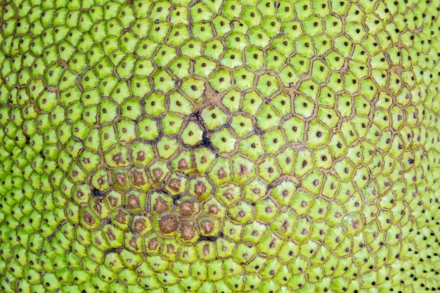 Photo the surface of jackfruit fruit