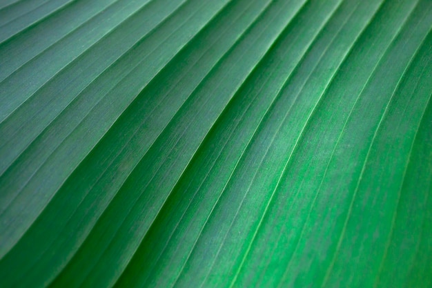 The surface of a large striped sheet. Green background and wallpaper. Growth texture