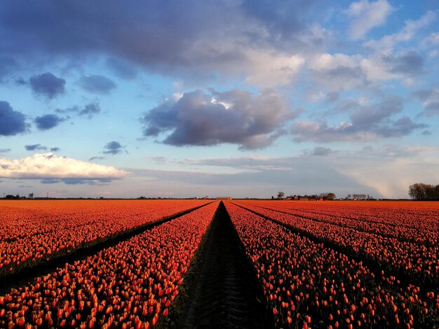 Surface level of agricultural field against sky