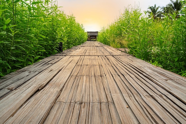 Surface level of boardwalk along trees