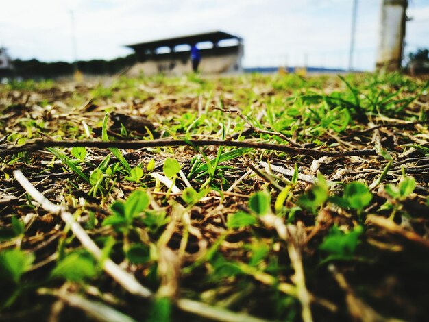 Photo surface level of grass on field