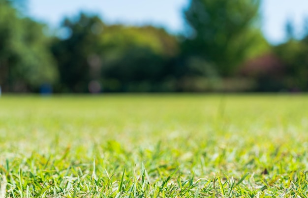 Photo surface level of grass on field