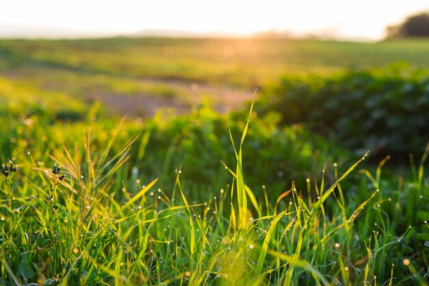 Surface level of grass on field