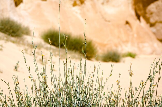 Photo surface level of grass on field