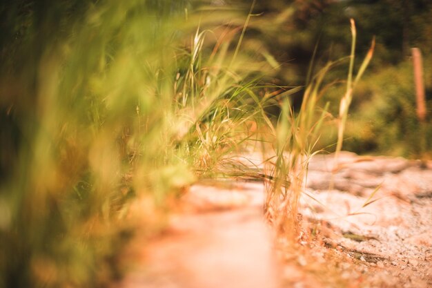 Surface level of grass on field