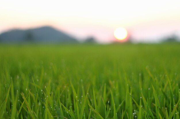 Surface level of grassy field against sky