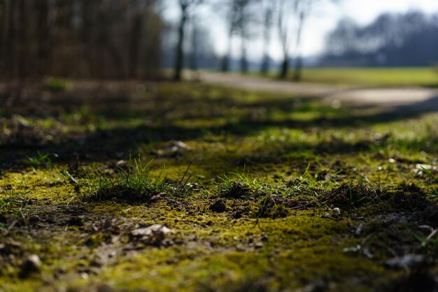 Surface level of grassy field