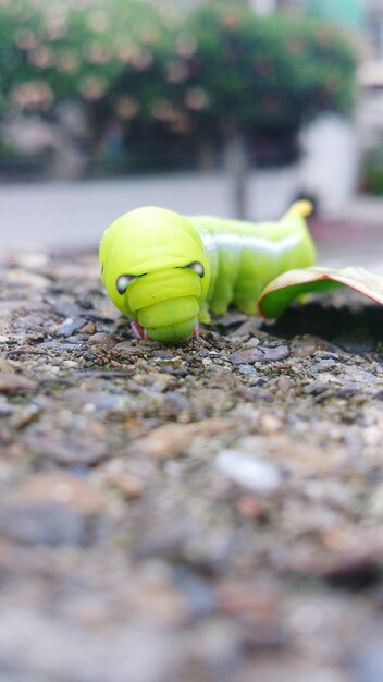 Surface level of green caterpillar by leaf on road