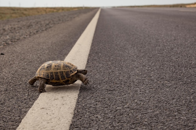 Foto livello di superficie di un cavallo su strada