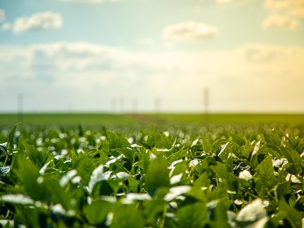 surface level of land against sky