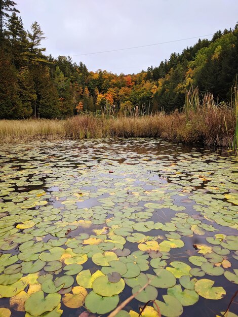 Photo surface level of leaves floating on water against sky