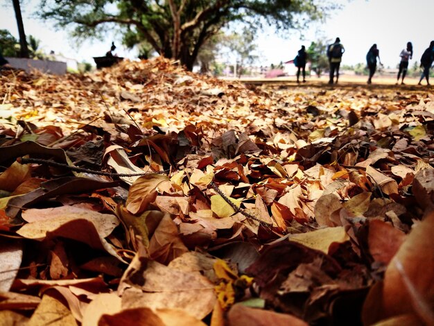 Surface level of leaves in park