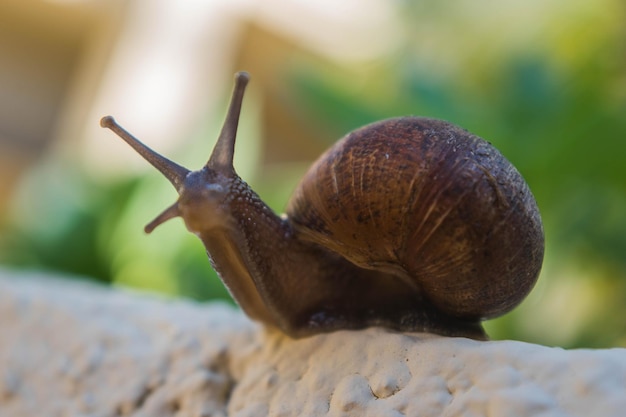 Surface level of mollusk