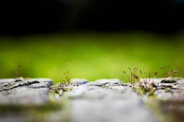 Photo surface level of moss