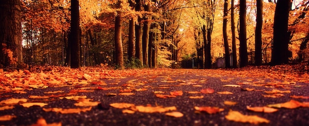 写真 森の道路の秋の葉の表面レベル