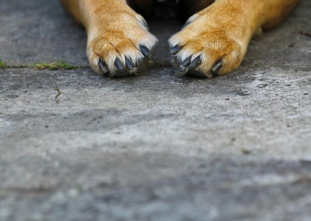 写真 犬の足の表面レベル