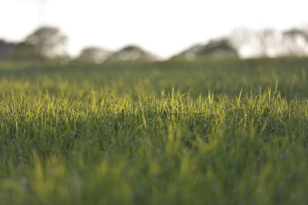 Фото Уровень поверхности травяного поля