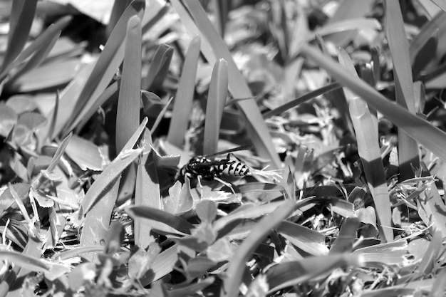 写真 植物の昆虫の表面レベル