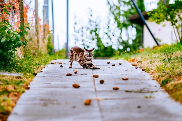 Foto livello di superficie delle piante