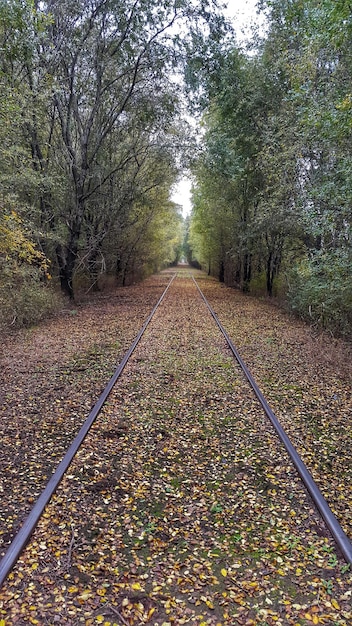 Уровень поверхности рельса в лесу