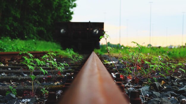 Surface level of railroad track amidst plants on field