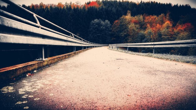 Foto livello della superficie stradale in mezzo agli alberi in autunno