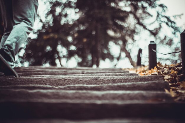 Photo surface level of road amidst trees