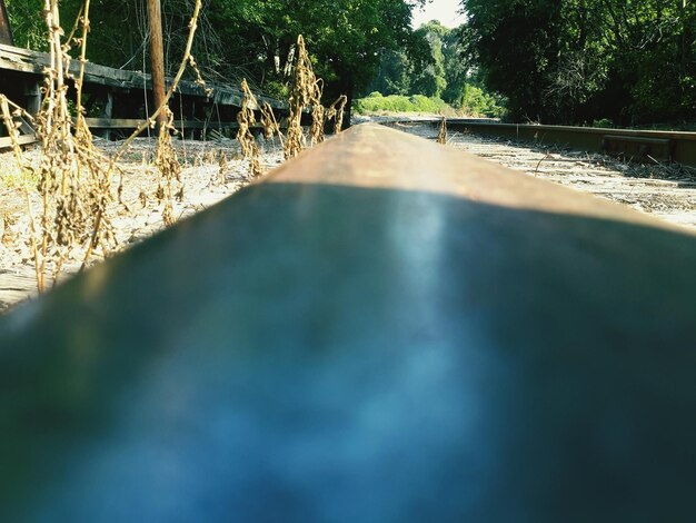 Surface level of road in forest