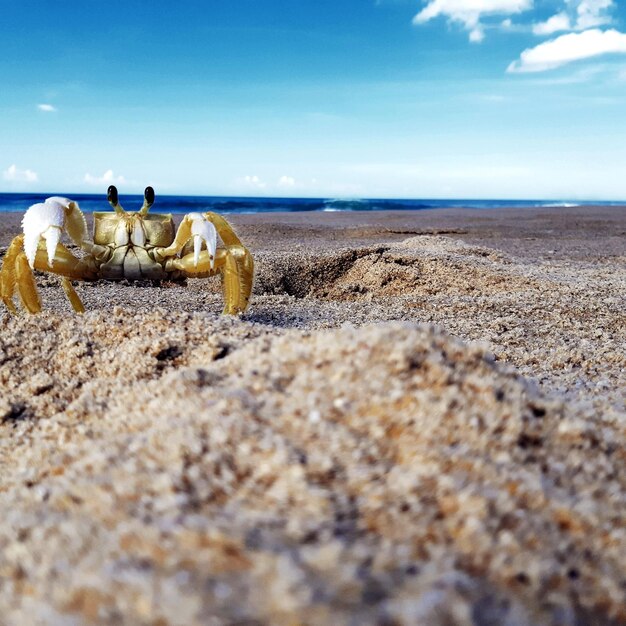 Surface level of sand on beach against sky