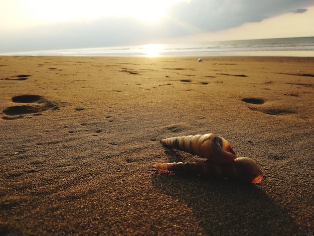 Livello superficiale della conchiglia sulla spiaggia contro il cielo