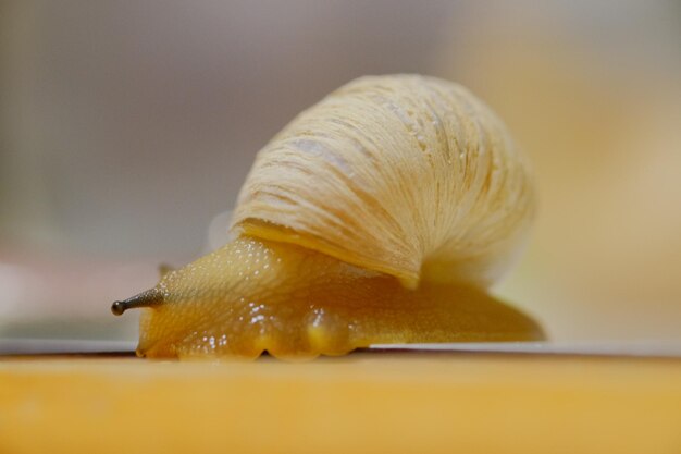 地上のカタツムリの表面レベル