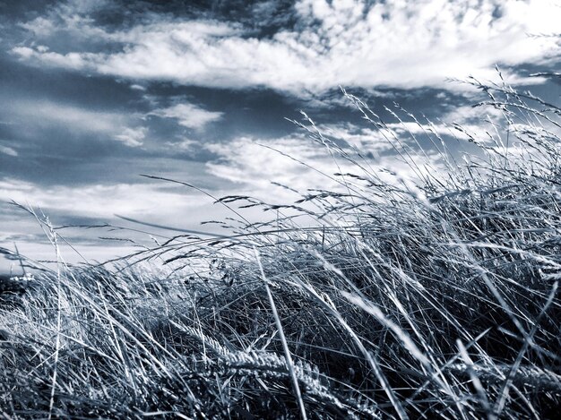 Photo surface level of stalks against sky