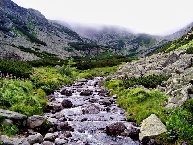 surface level of stream along landscape