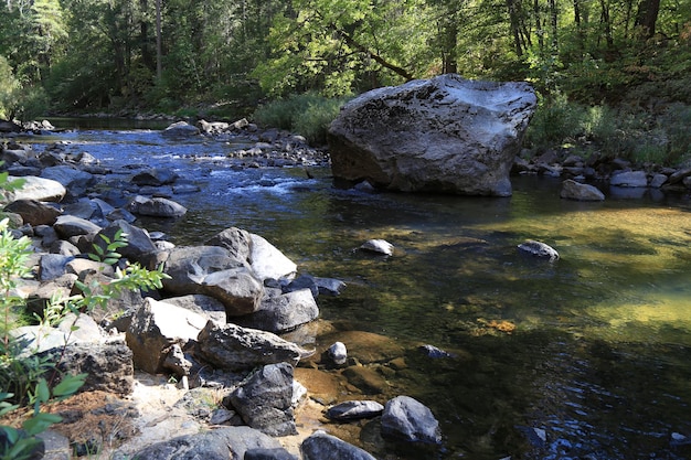 Photo surface level of stream in forest