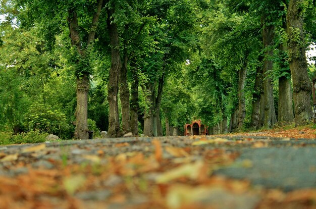 Foto livello della superficie degli alberi sul sentiero in forest der letzte weg