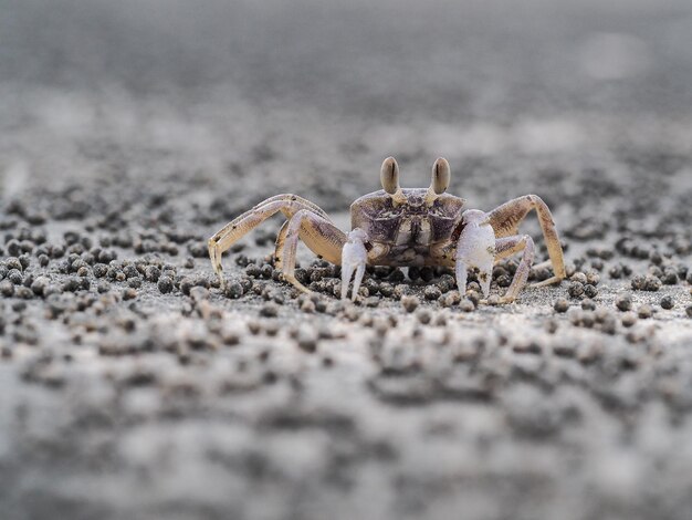 Photo surface level view of crab on sand at beach