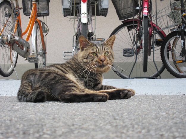 写真 カメラを見ている猫の表面上の景色