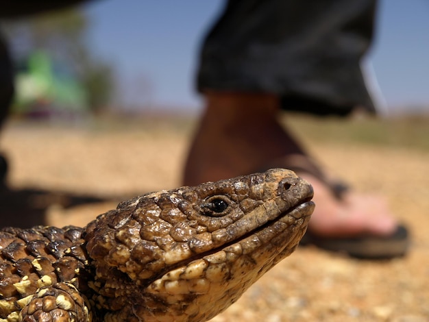 Photo surface level view of shingleback lizard